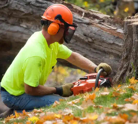 tree services Dover Beaches South